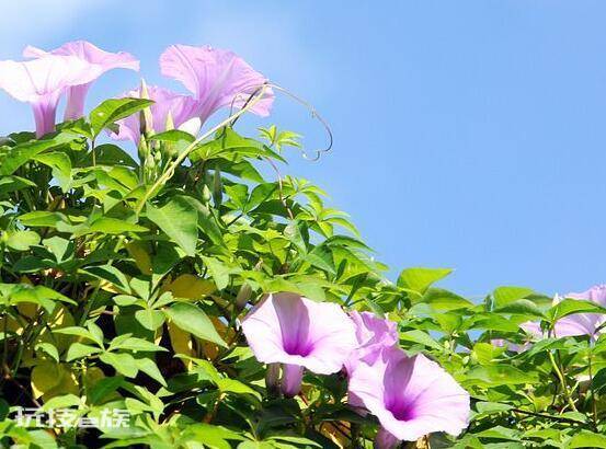 牵牛花是什么季节开的(花期盛开在每年6-10月)-图片3